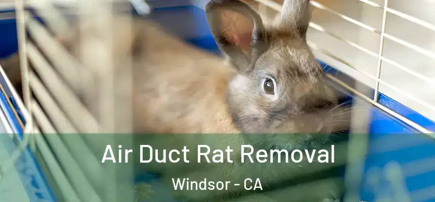  Air Duct Rat Removal Windsor - CA