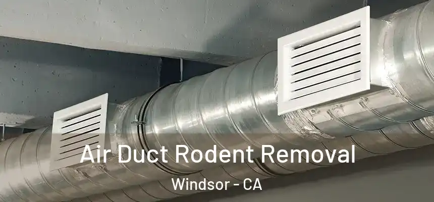  Air Duct Rodent Removal Windsor - CA