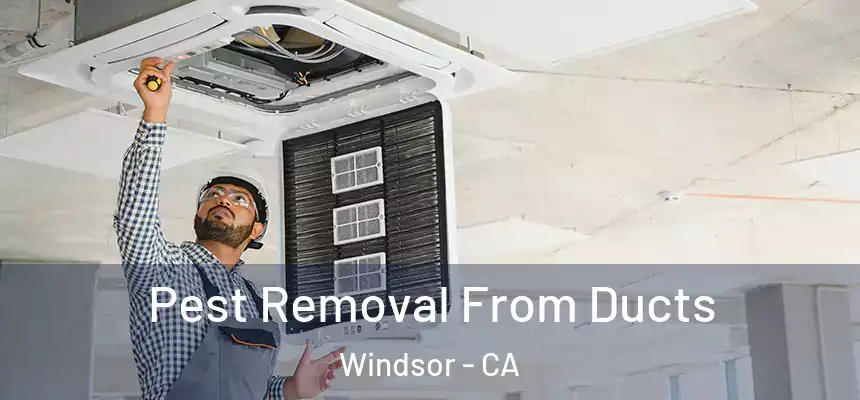  Pest Removal From Ducts Windsor - CA