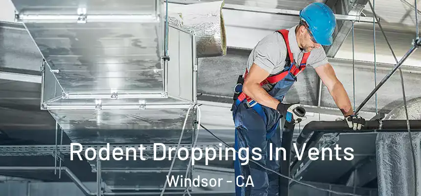  Rodent Droppings In Vents Windsor - CA